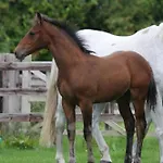 Annaharvey Farm 3* Tullamore