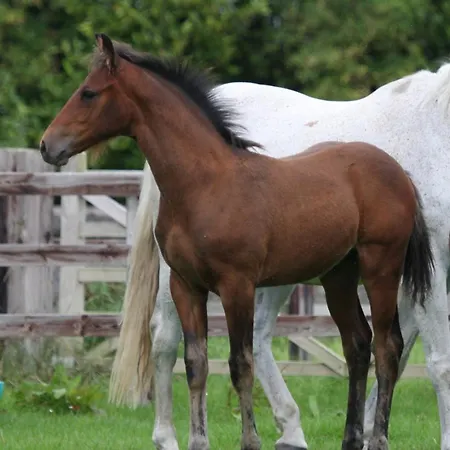 Annaharvey Farm 3* Tullamore