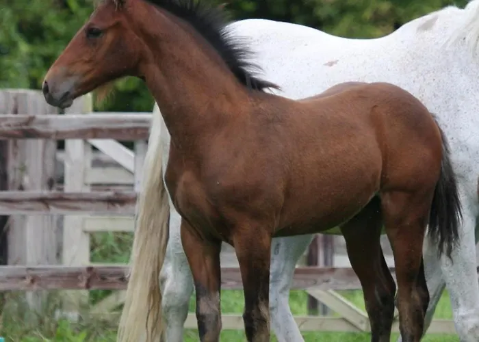 Annaharvey Farm 3* Tullamore
